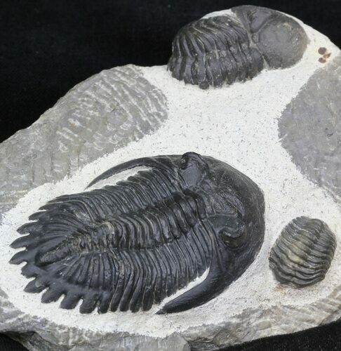 Hollardops Trilobite With Barrandeops #32481